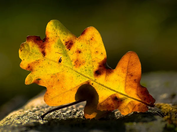 Todos Los Colores Del Otoño Una Hoja Combinan —  Fotos de Stock