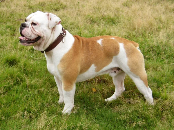 Bulldog Inglese Animale Domestico Bulldog Britannico — Foto Stock