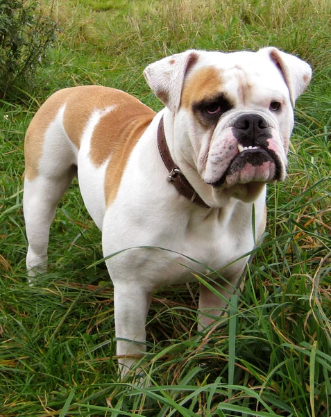 Ngiliz Bulldog Hayvanı Ngiliz Bulldog — Stok fotoğraf