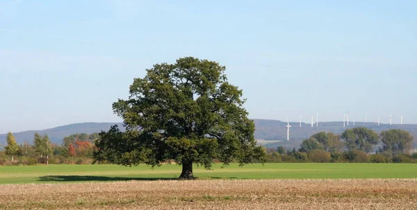 Countryside Field Nature Agrarian — Stock Photo, Image