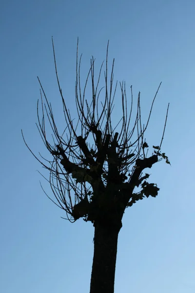 Arbre Avec Ciel Bleu — Photo