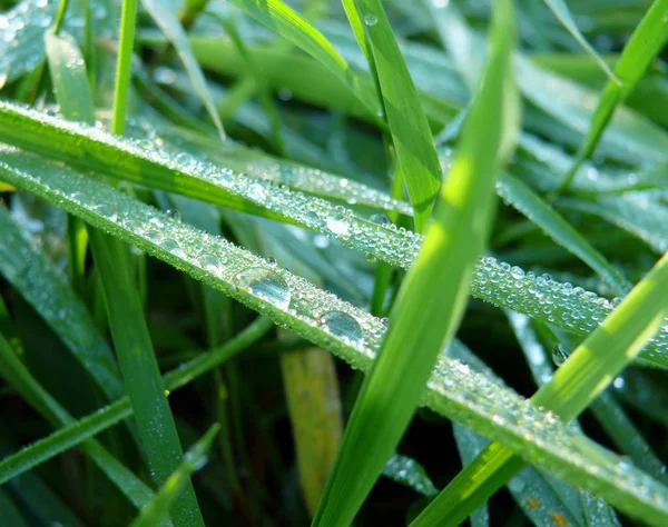 Morning Dew Green Leaves — Stock Photo, Image