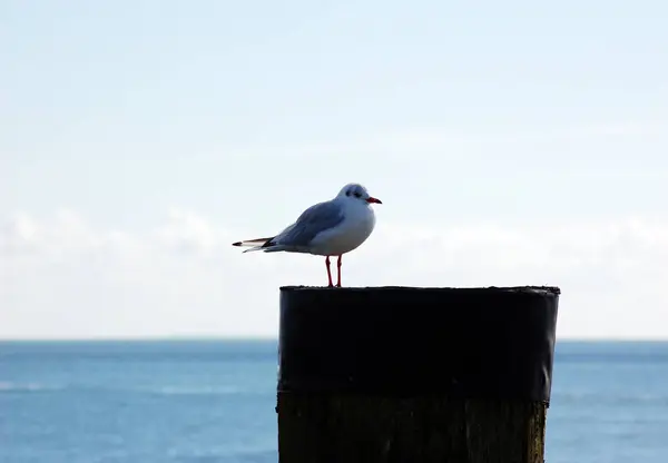 Scenic View Beautiful Seagull Birds Nature — Stock Photo, Image