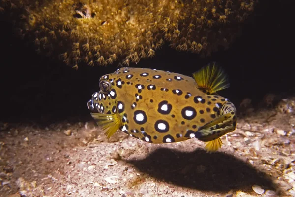 Χρωματισμός Ενός Νεαρού Boxfish Μήκους Περίπου — Φωτογραφία Αρχείου