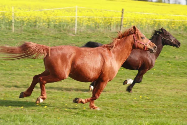 Mignon Cheval Nature Sauvage — Photo