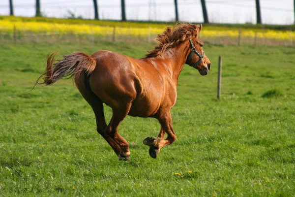 野性可爱的马 — 图库照片