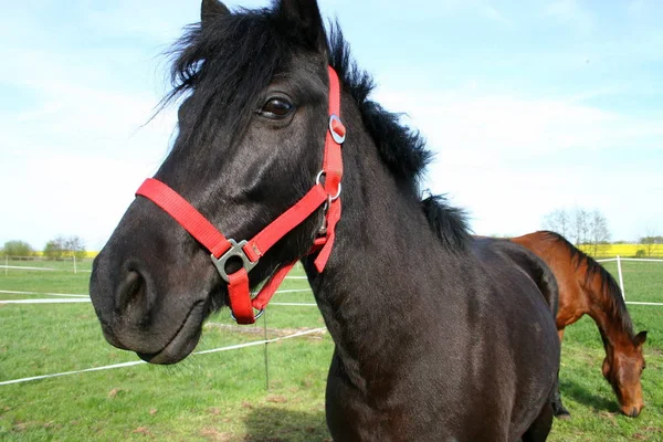 Bonito Cavalo Selvagem Natureza — Fotografia de Stock