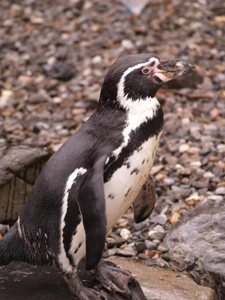 自然の中で可愛いペンギンの姿を見る — ストック写真