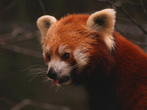 Red Panda Ailurus Fulgens — Stock Photo, Image