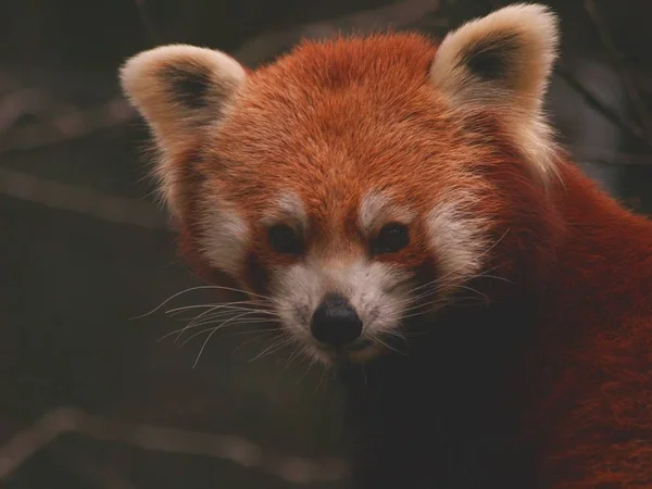 Czerwona Panda Ailurus Fulgens — Zdjęcie stockowe