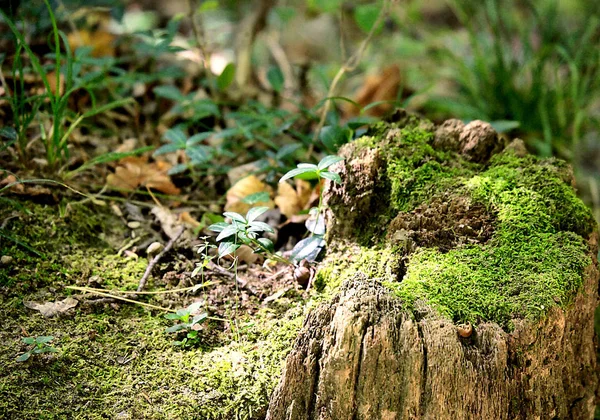 Descoberto Explorado Durante Uma Caminhada Verão Dehnepark 2007 — Fotografia de Stock