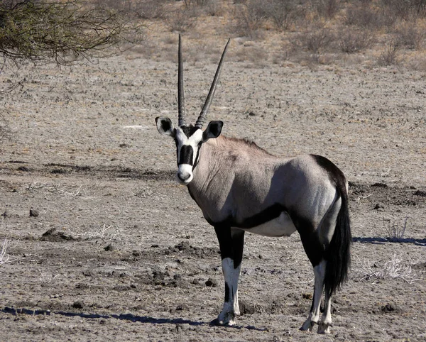 Oryx Antelope 동물상 — 스톡 사진
