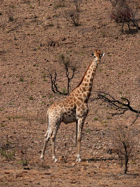 自然界中高大的棕色长颈鹿动物 植物和动物 — 图库照片