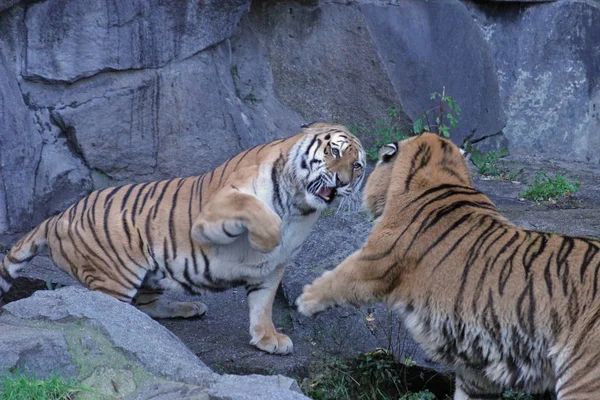 Predator Wildcat Striped Tiger Animal — Stock Photo, Image