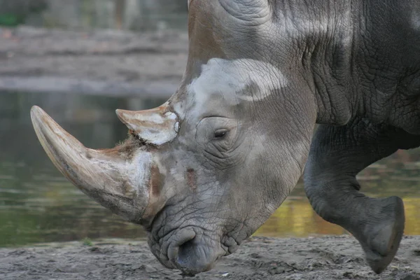 Afrykańskie Zwierzę Nosorożec Fauna — Zdjęcie stockowe