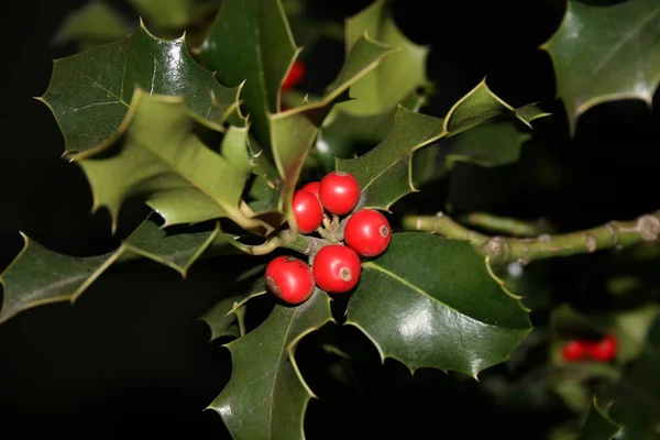 Färgglada Bakgrund För Jul Eller Nyår Semester Kort — Stockfoto