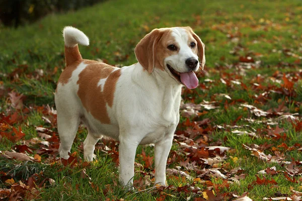 Grande Cão Pequeno Beagle — Fotografia de Stock
