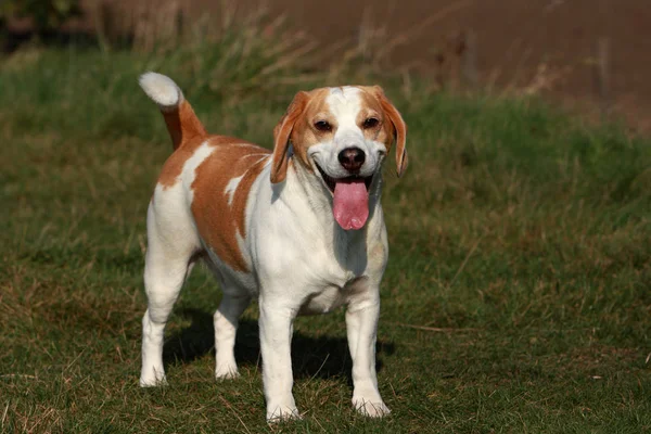 Great Little Beagle Dog Years Old — Stock Photo, Image