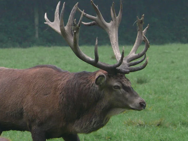 Natuur Wild Van Herten Dier Fauna — Stockfoto