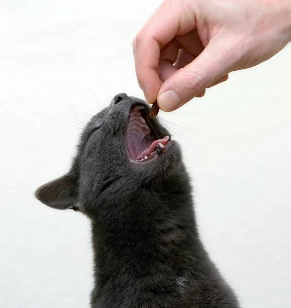 猫が赤いネズミを食べて — ストック写真