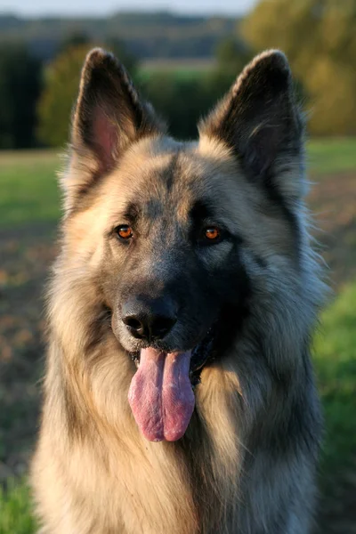 Duitse Herder Hond Dier Huisdier — Stockfoto