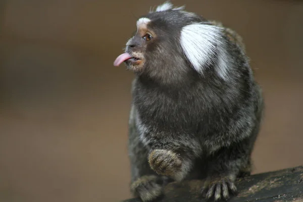 Maimuță Animal Mamifer Primat — Fotografie, imagine de stoc