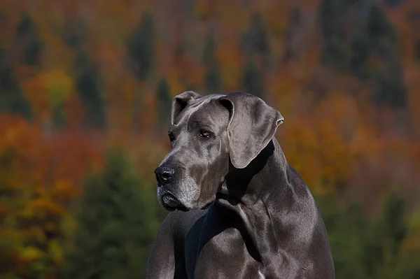 German Mastiff Bitch Herbststimmung —  Fotos de Stock