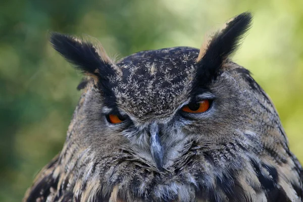 closeup view of eagle owl at wild nature