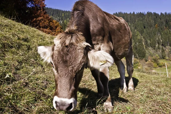 Vůl Podzimní Pastvině — Stock fotografie