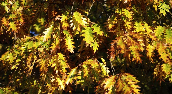 Natur Lövverk Träd Flora Och Blad — Stockfoto