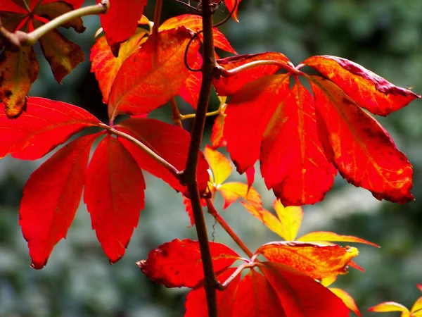 Herfstsfeer Selectieve Focus — Stockfoto