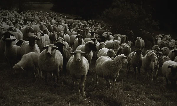 羊たちの沈黙は — ストック写真