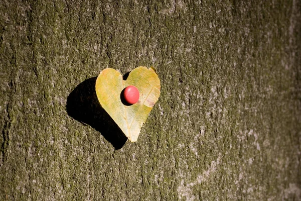 Coeur Une Feuille Livre — Photo