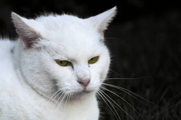 Retrato Gato Bonito — Fotografia de Stock