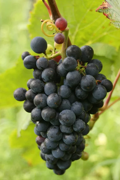 Uvas Azuis Que Crescem Galhos Árvores — Fotografia de Stock