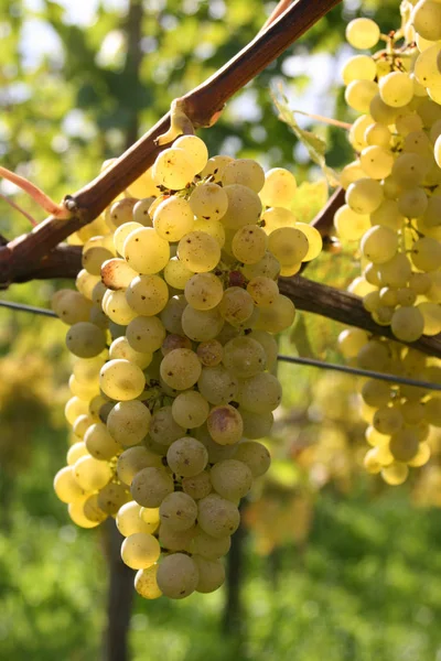 Raisins Blancs Poussant Sur Arbre — Photo