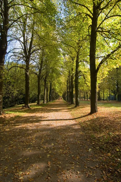 Bellissimo Fogliame Autunnale Nella Foresta — Foto Stock