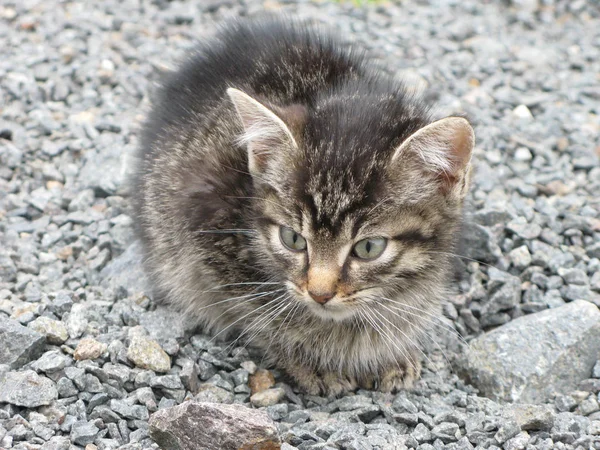 Porträtt Söt Katt — Stockfoto