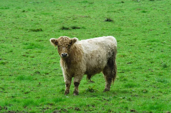 Domestic Livestock Farm Pasture — Stock Photo, Image