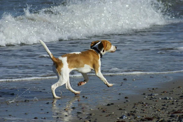 Pouco Beagle Foge Das Ondas — Fotografia de Stock