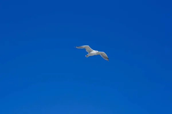 Scenic View Beautiful Bird Nature — Stock Photo, Image