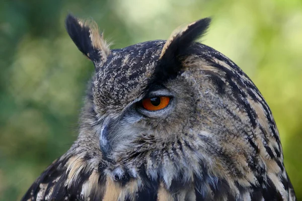 野生の自然でかわいいフクロウの閉鎖 — ストック写真