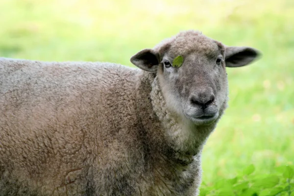 Domestic Sheep Pasture — Stock Photo, Image