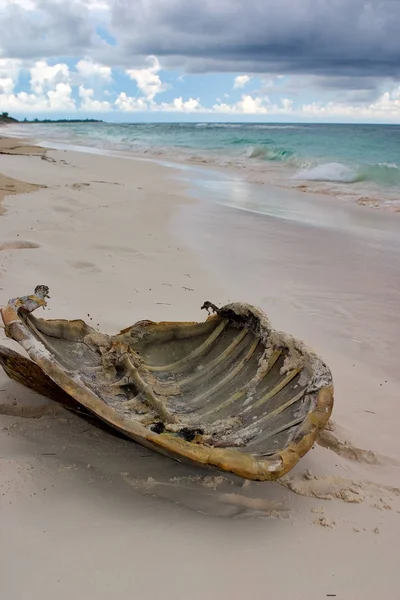 Karapata Żółwia Morskiego Znaleziona Plaży Cayo Largo Kuba Czołg Miał — Zdjęcie stockowe