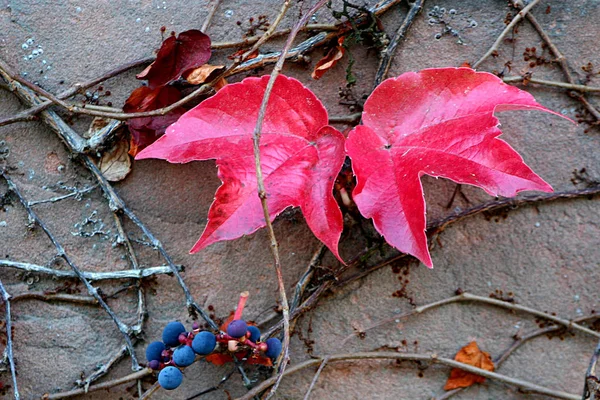 Otoño Está Aquí —  Fotos de Stock