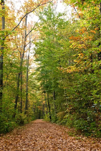 Chestnut Maple Forest — Stock Photo, Image