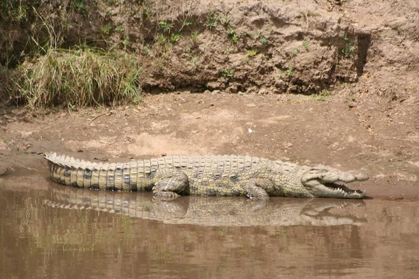 Krokodil Folyón — Stock Fotó