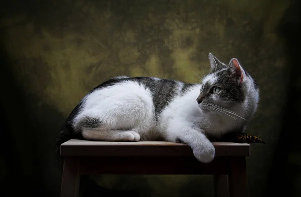 Como Willenlosein Sachet Valeriano Faz Isso Por Causa Gato Orgulhoso — Fotografia de Stock