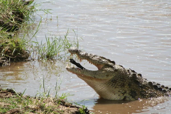 Крокодил Алігатор Ясоїдна Тварина — стокове фото