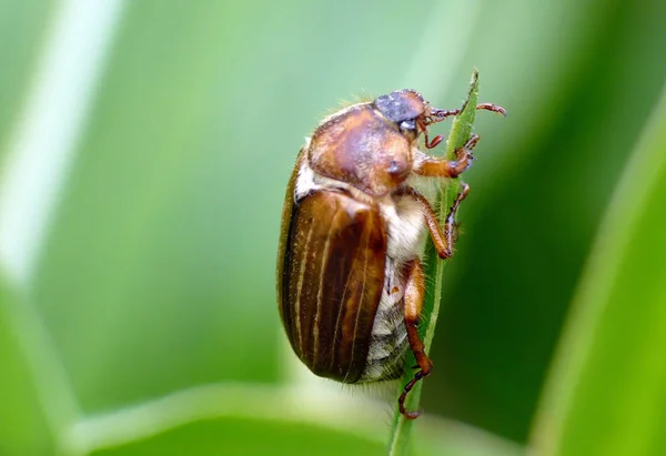 Nahaufnahme Von Wanzen Der Wilden Natur — Stockfoto